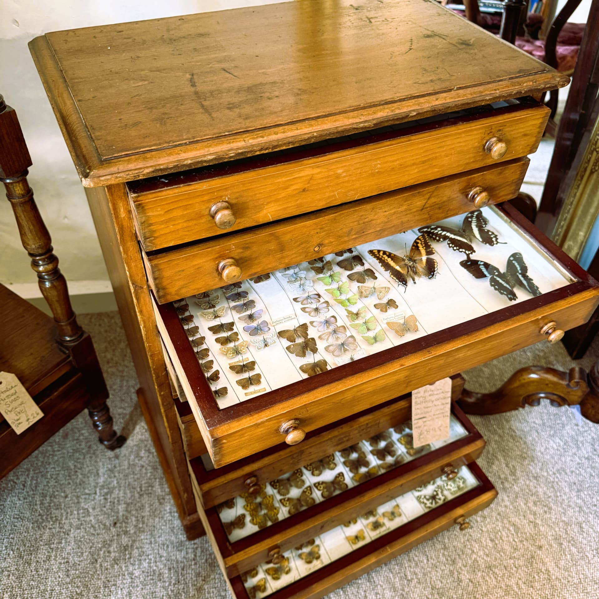Edwardian Collectors Butterfly Cabinet